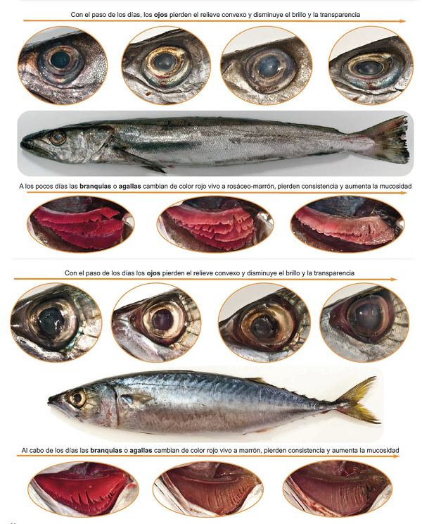 Pescado y productos de la pesca seguros